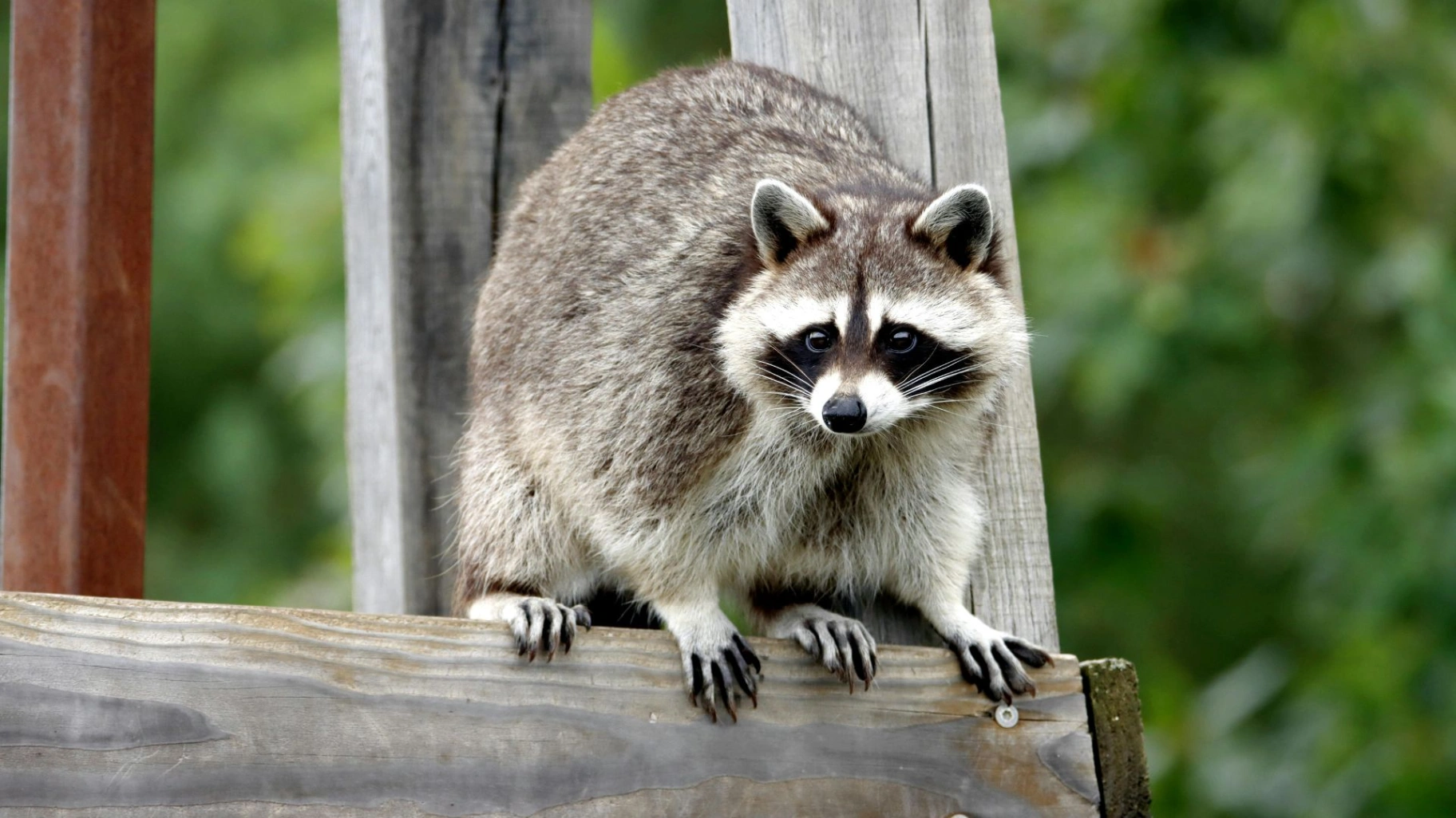 raccoon removal in Langley