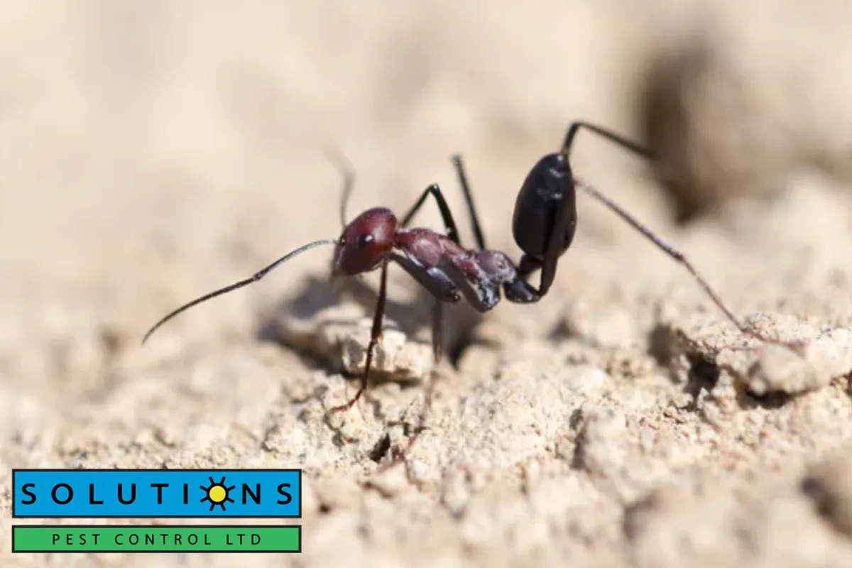 Ant on dry ground