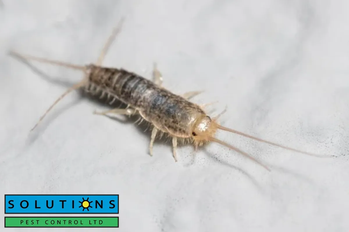 silverfish insect