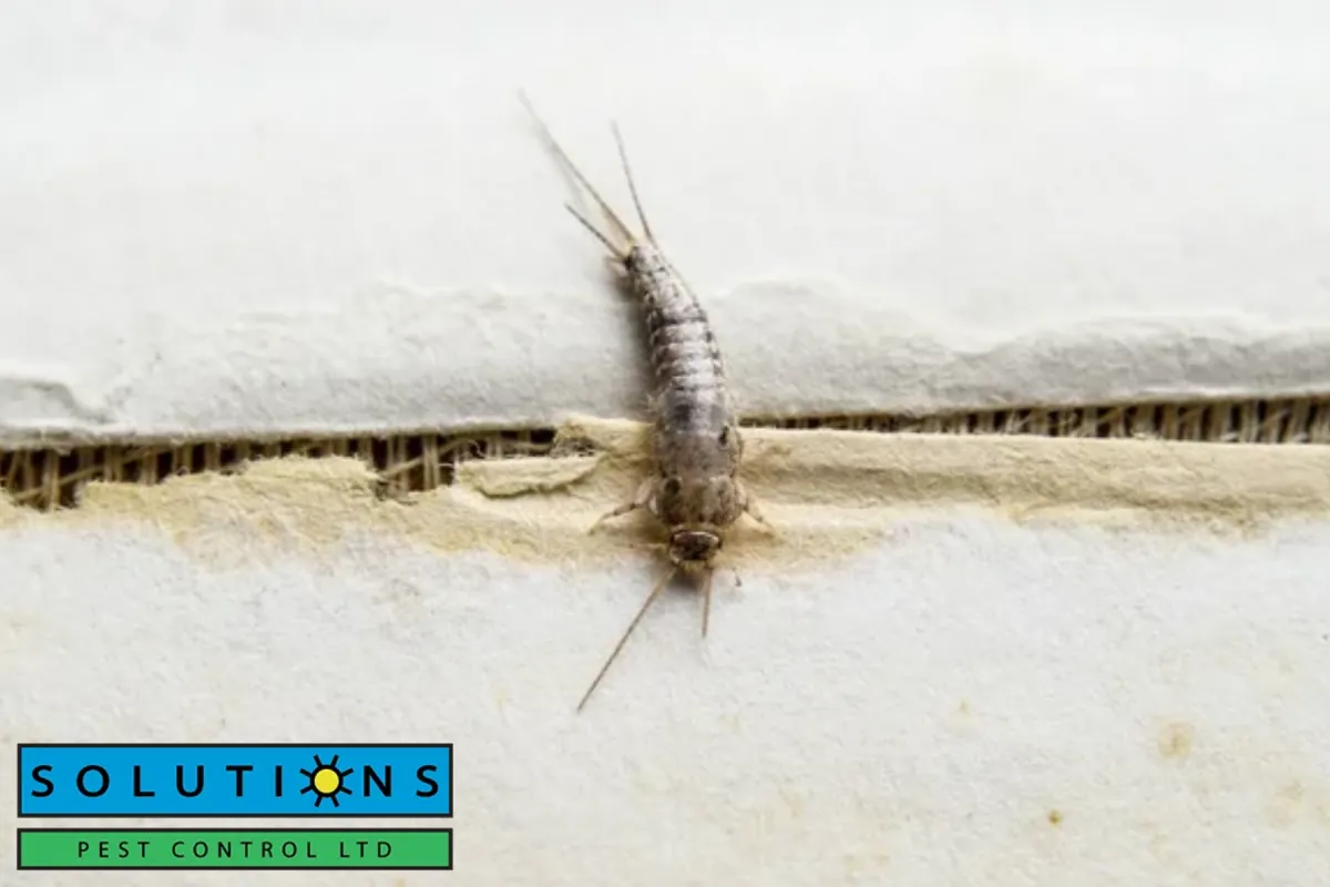 silverfish on paper