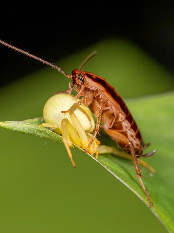 Cockroach Control