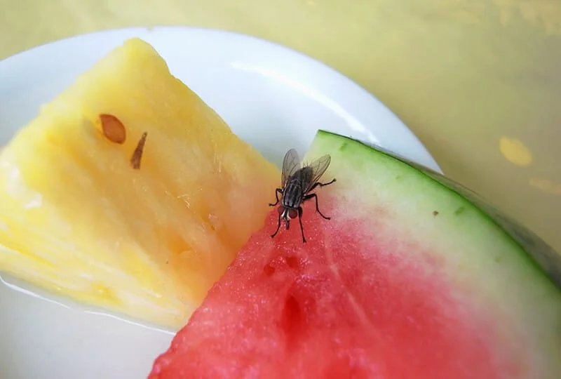 Fly Control