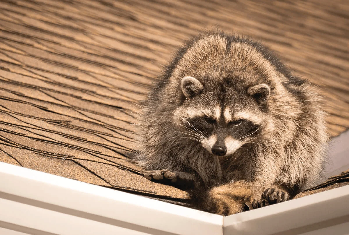 Raccoon removal from Solutions Pest Control