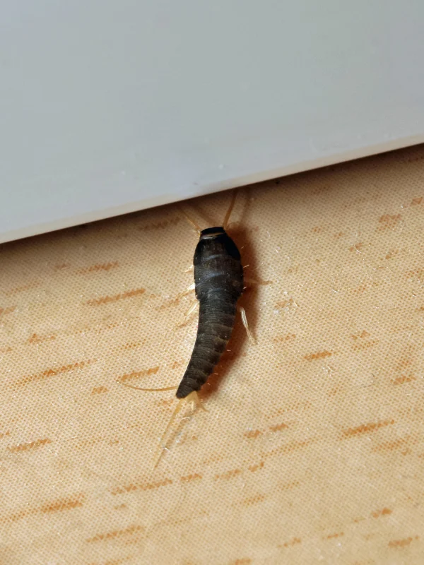Silverfish Removal