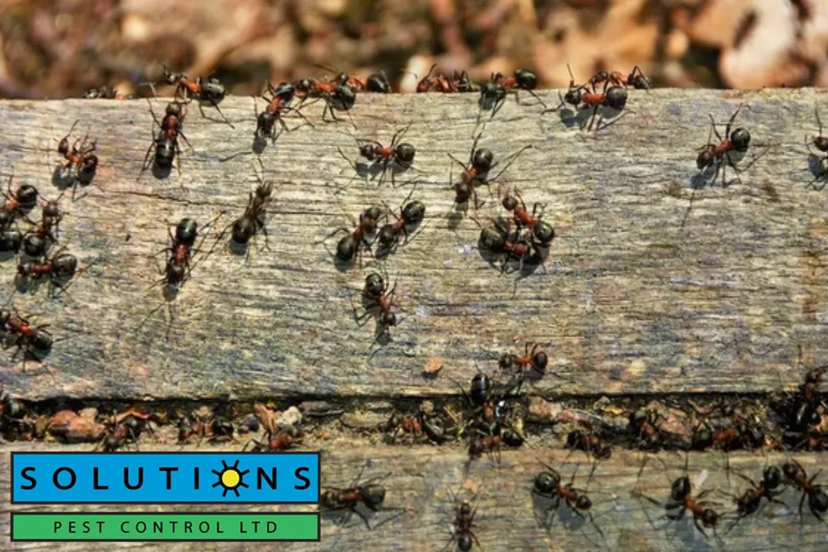 ants