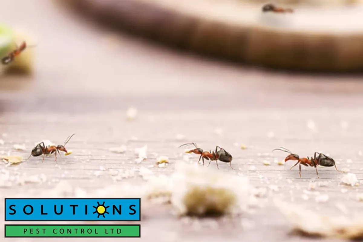 ants