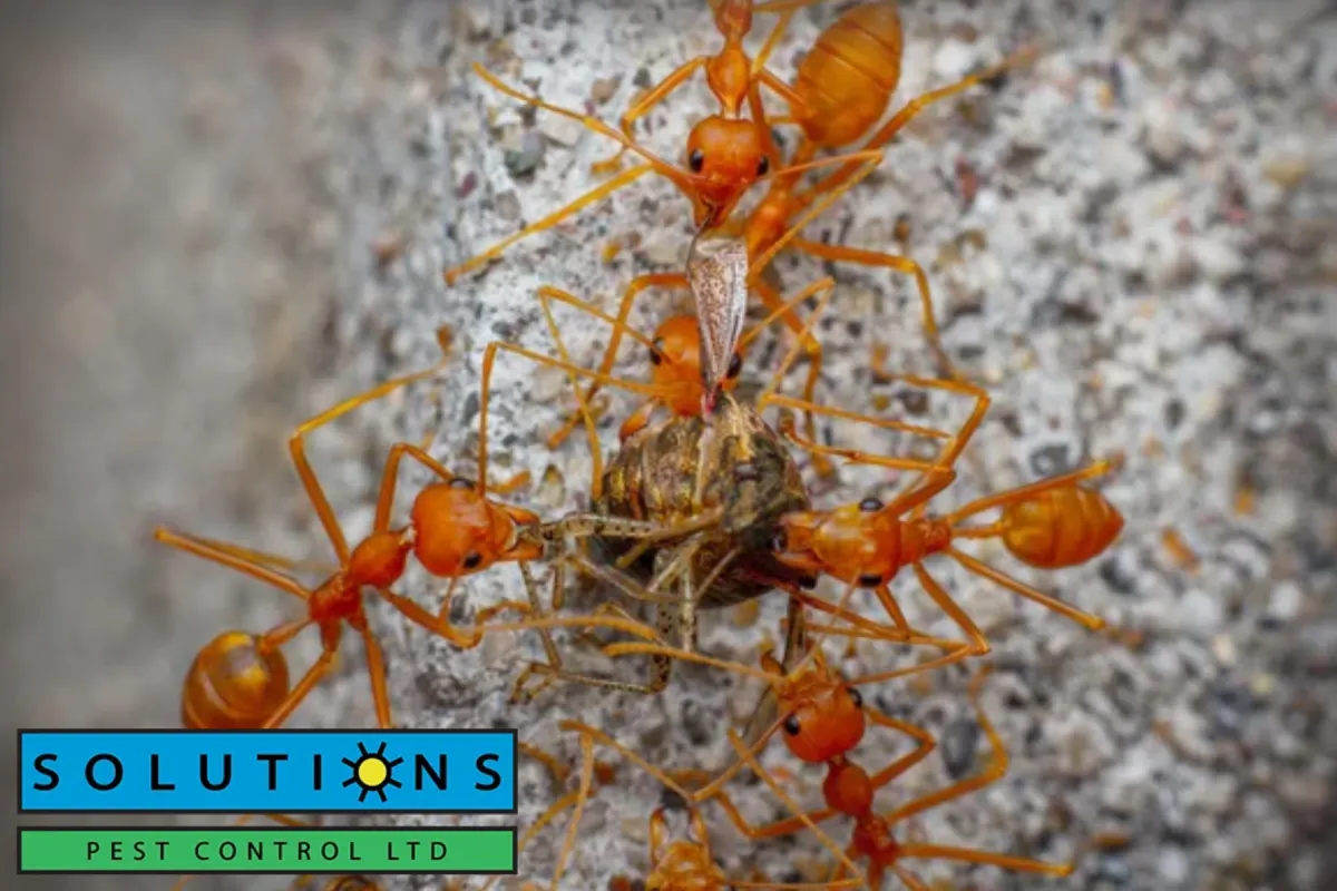 ants