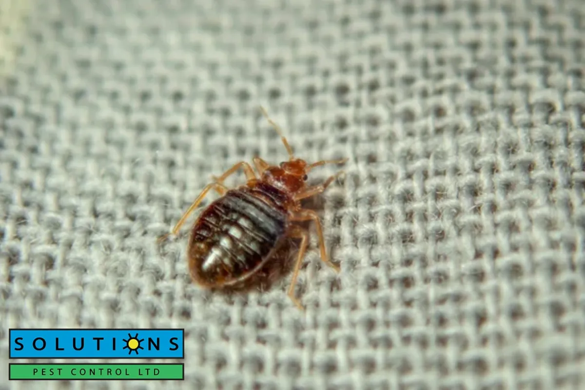 bed bug crawling