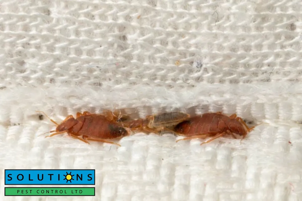 bed bugs hiding in the mattress