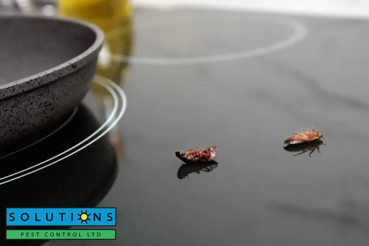 cockroach on stove