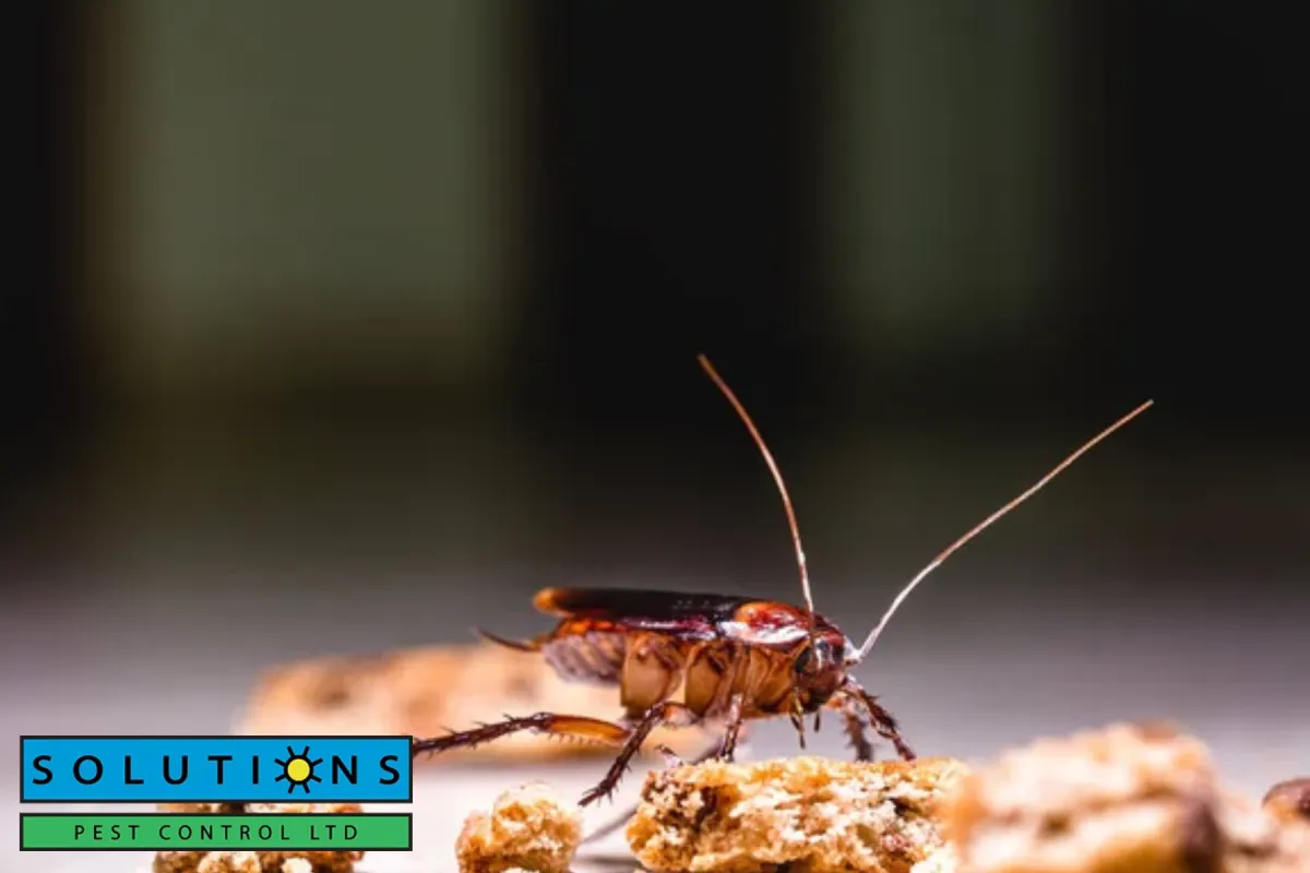 cockroach on the table