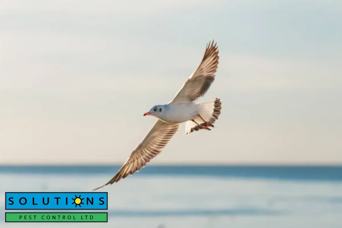 flyiing bird