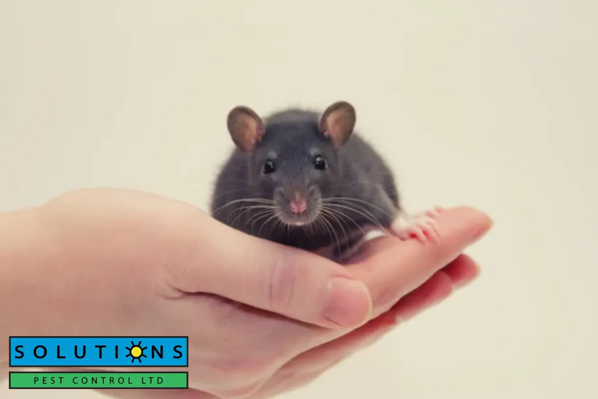 rat baby