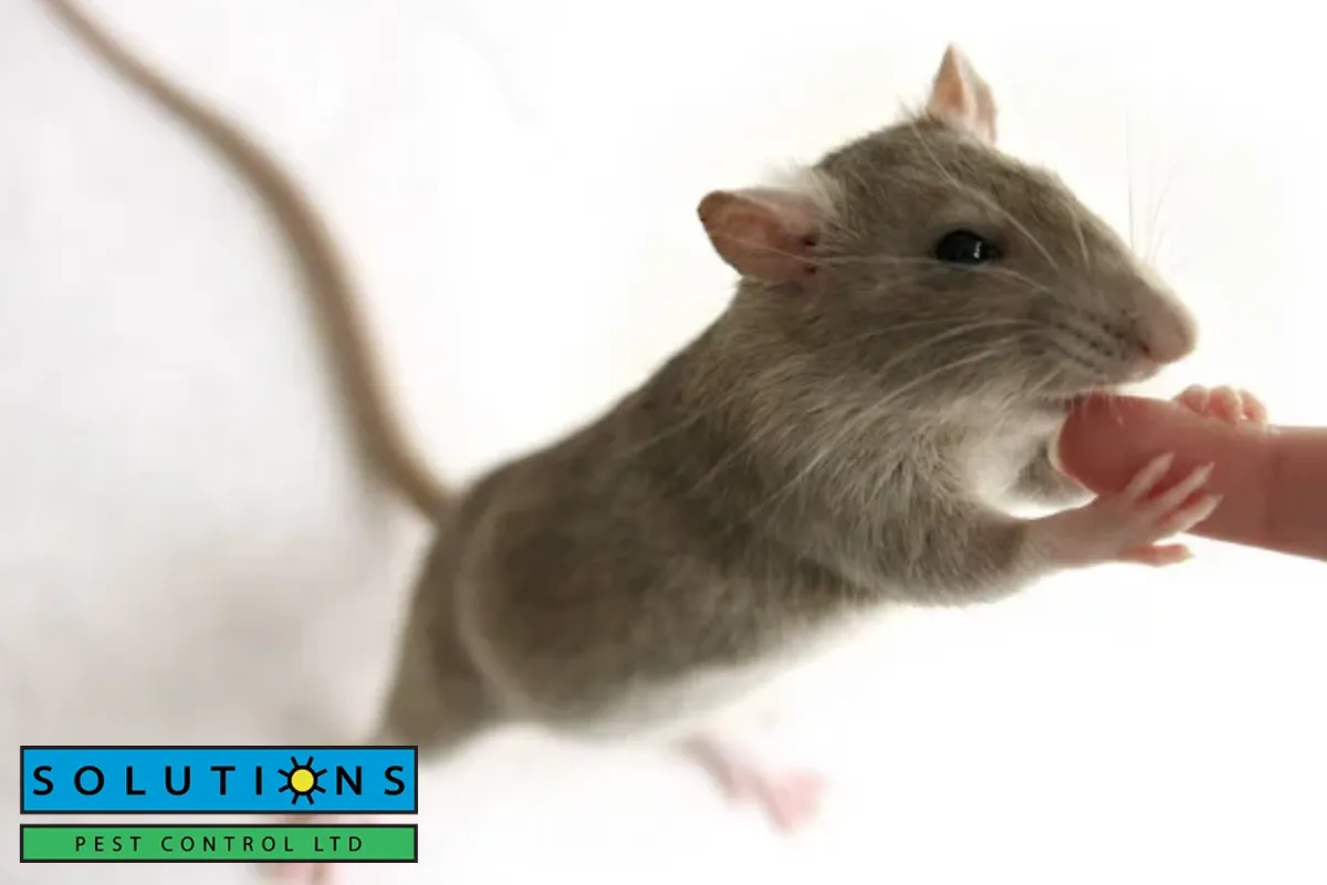 rat