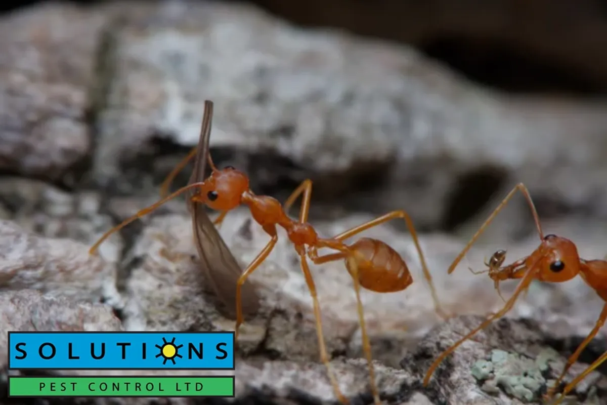 small ants