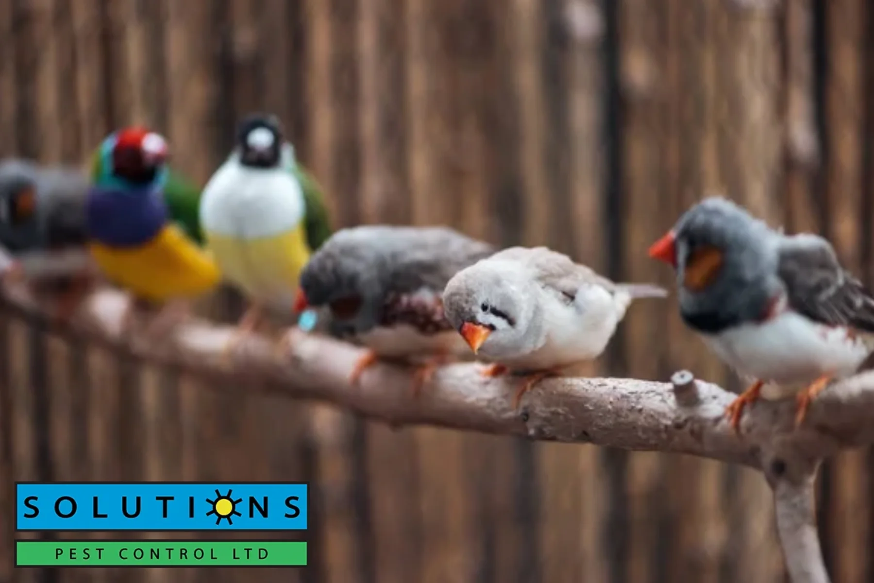 birds