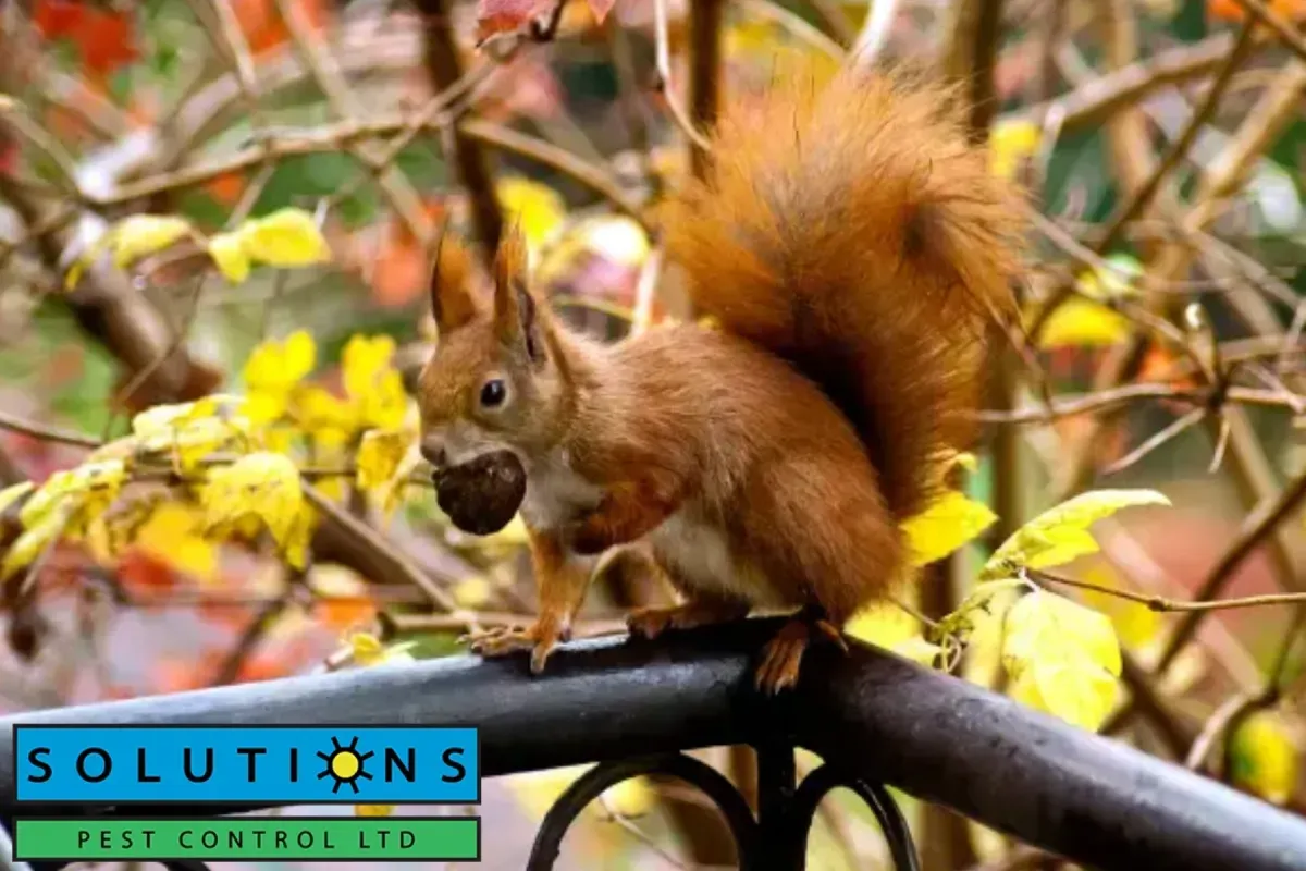squirrel eating