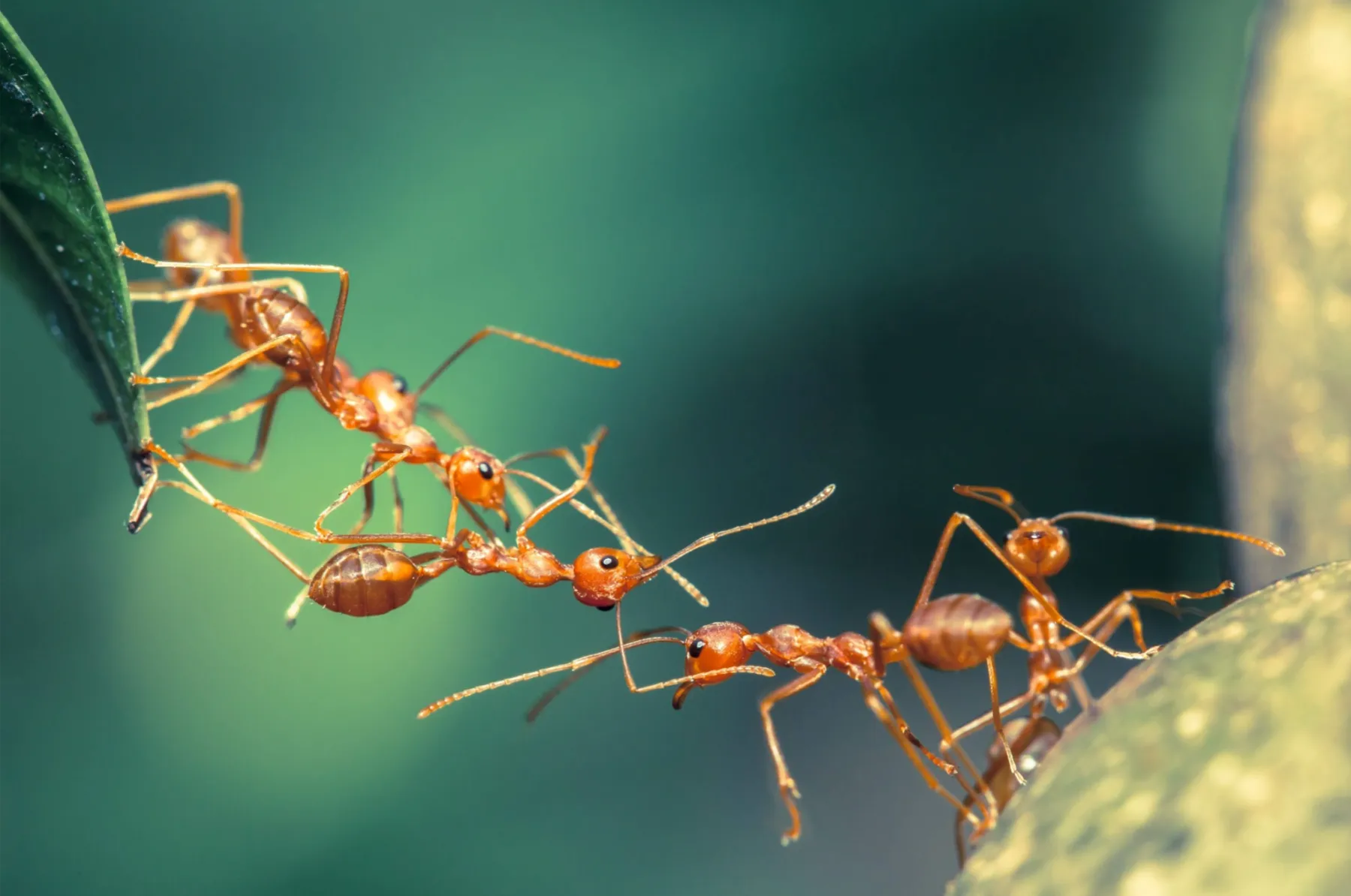 Fire Ants