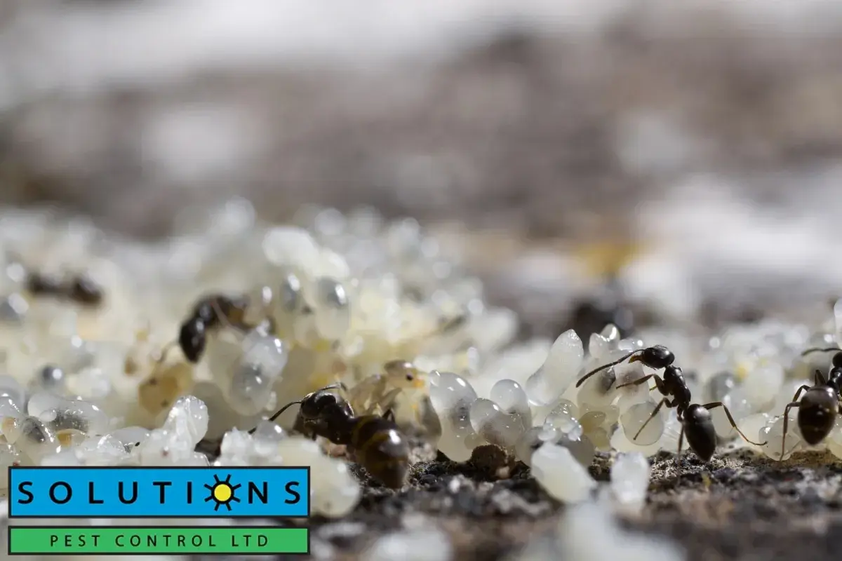 ant taking care of their eggs