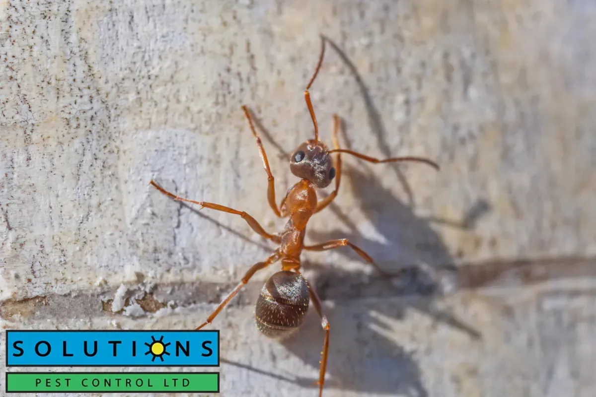 ant
