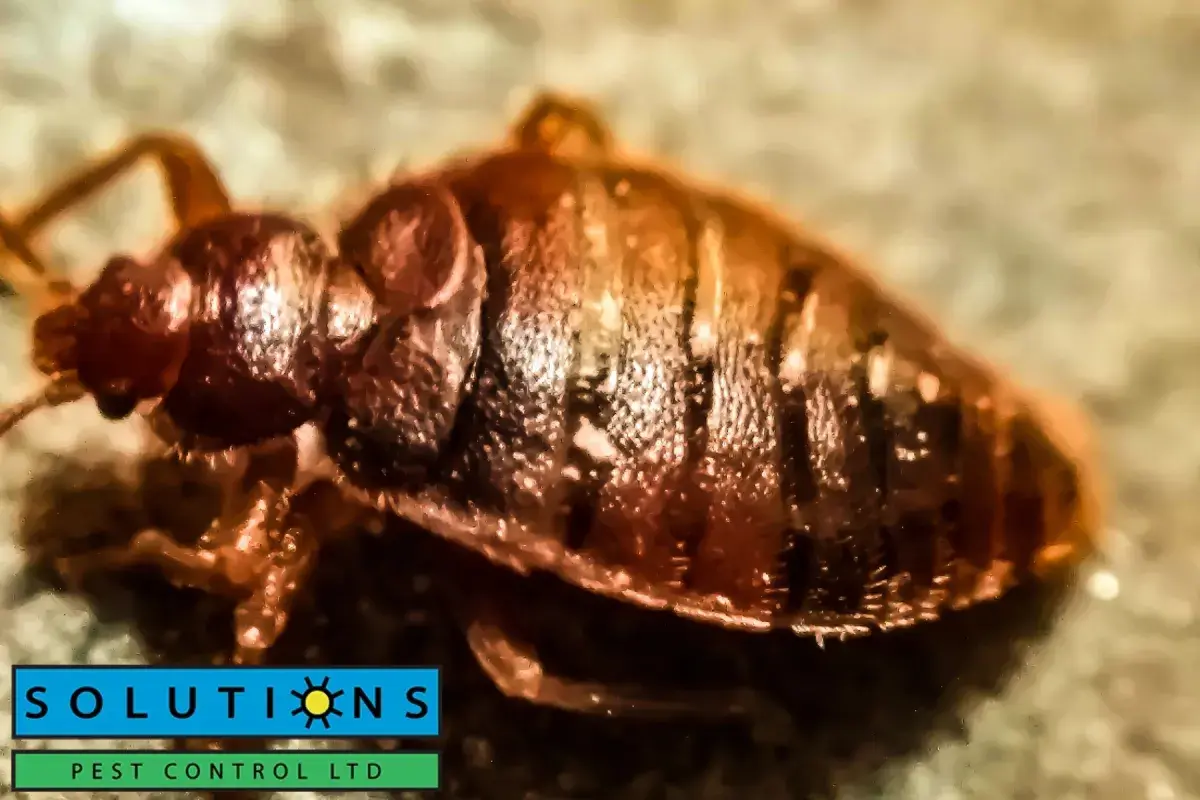 closed up bed bug