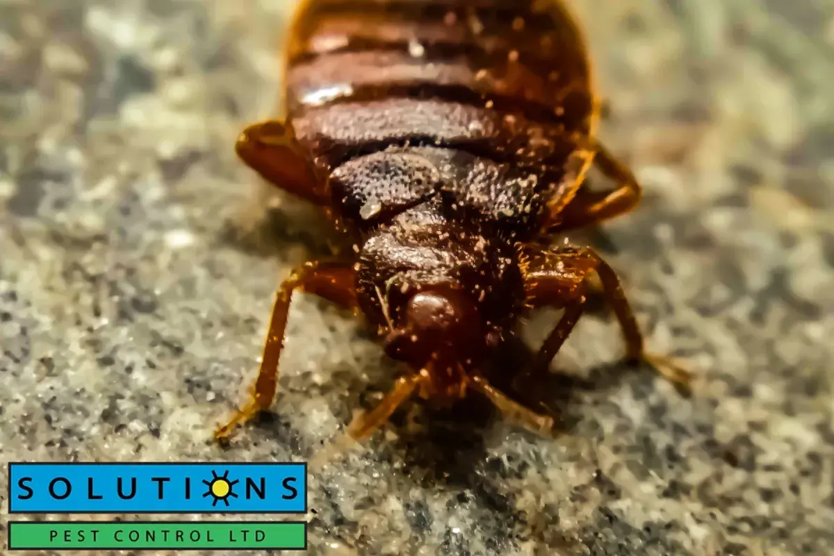 closed up bed bug