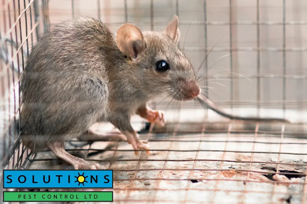 rodent trap