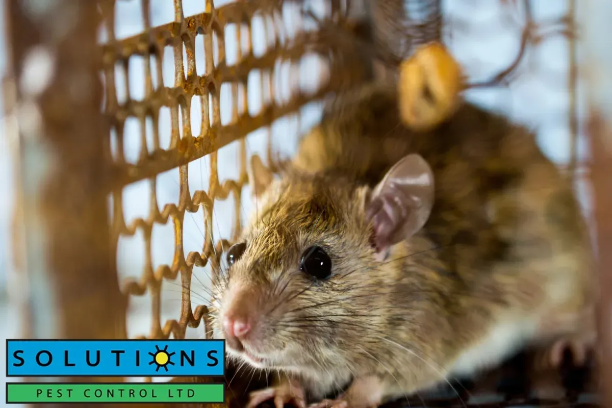 rodent trap
