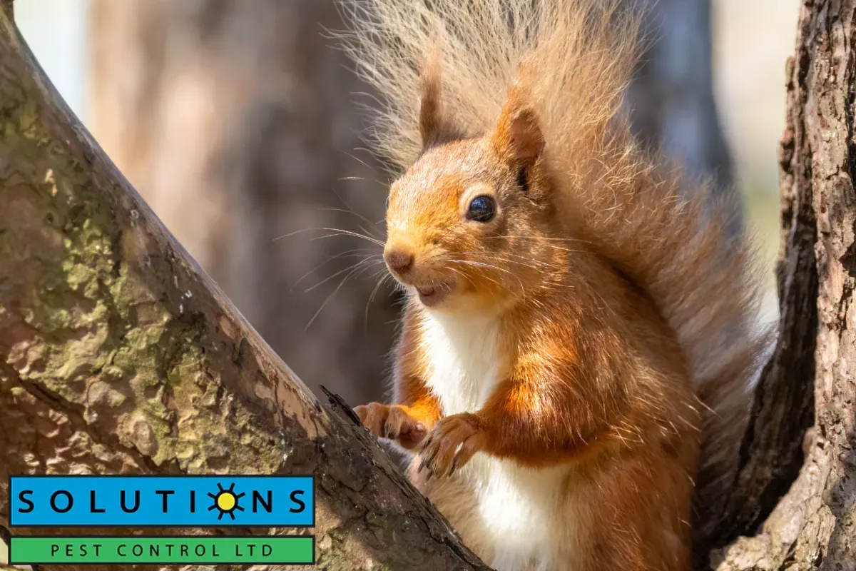 squirrel on the tree