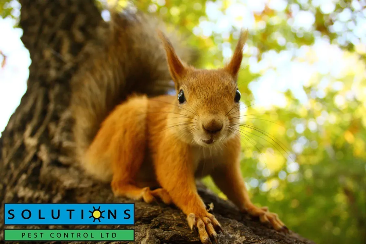 squirrel