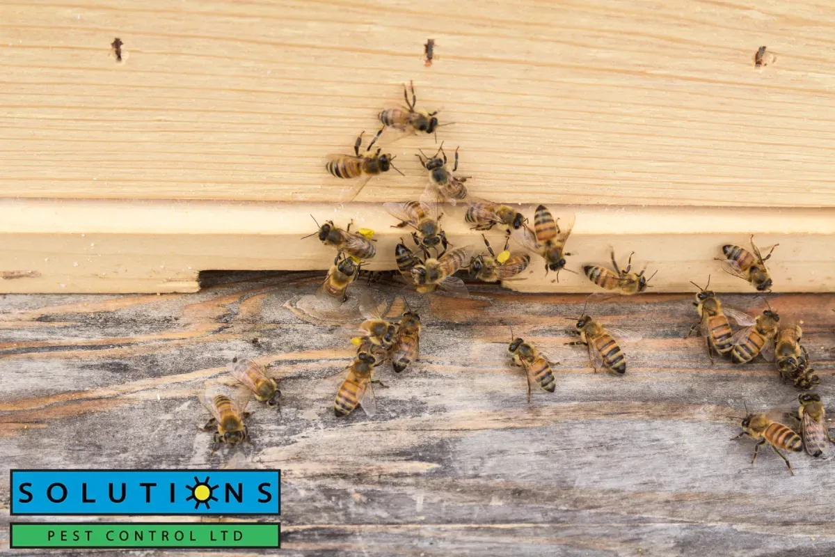 bees outside