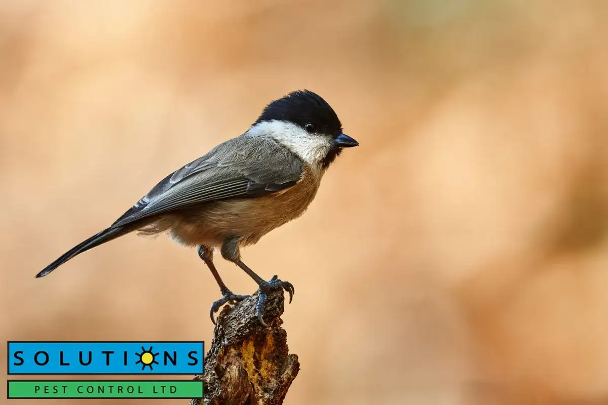 bird resting