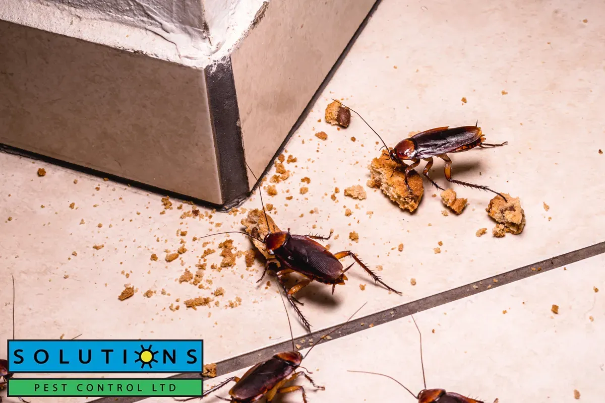 cockroach infestation