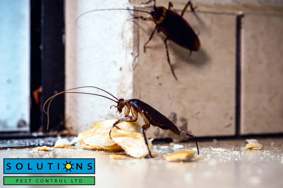 cockroaches through the door