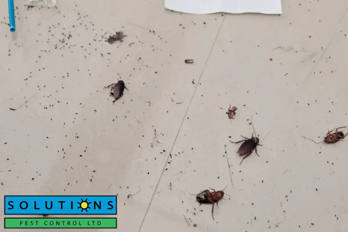 insects on the floor