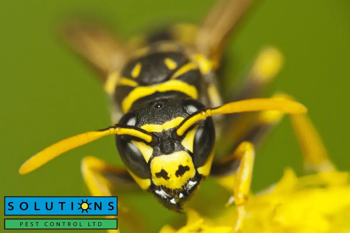 wasp