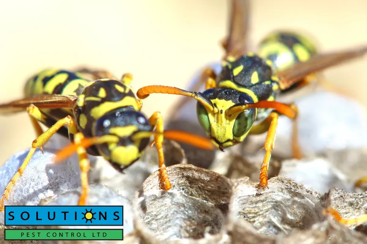 wasps