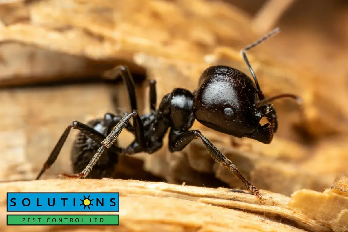 carpenter ant on wood