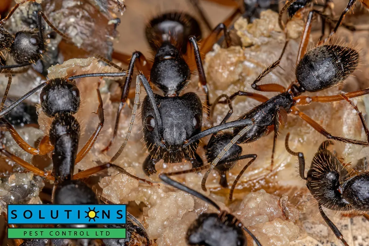 carpenter ants