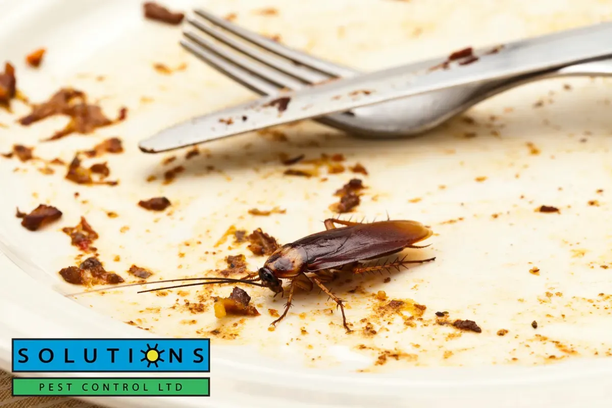 cockroach on the plate