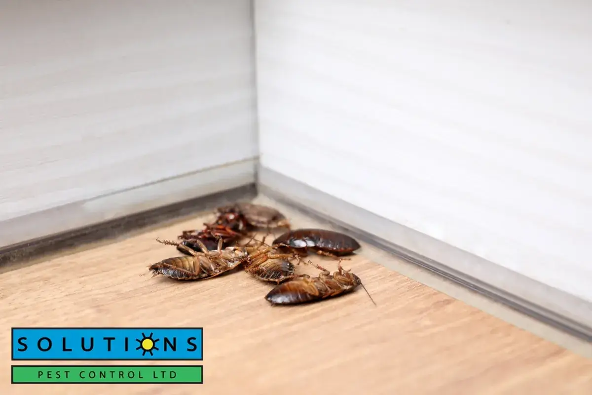 cockroaches on wooden floor in the corner