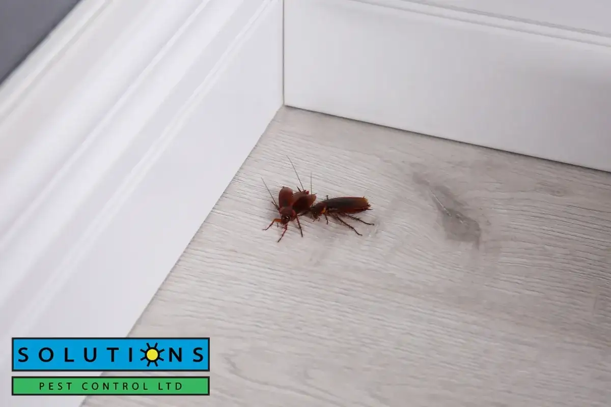 cockroaches on wooden floor