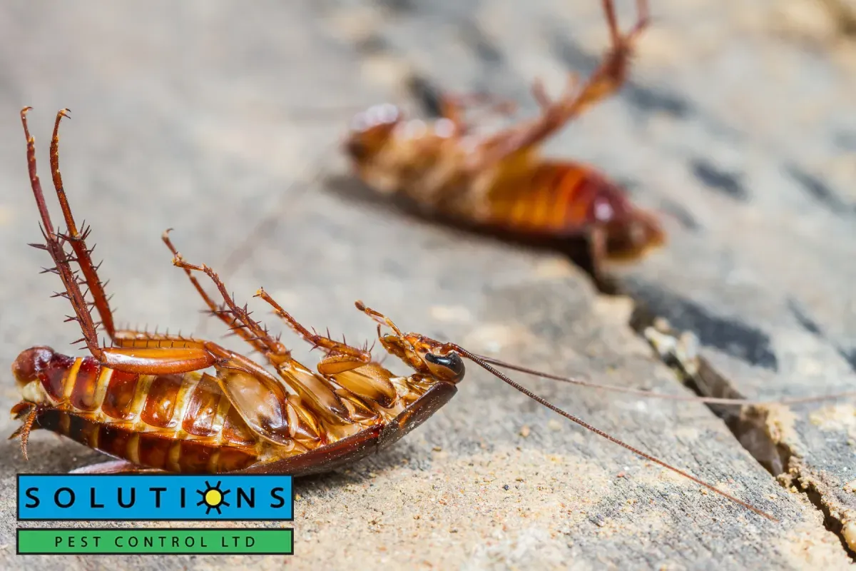 dead cockroaches