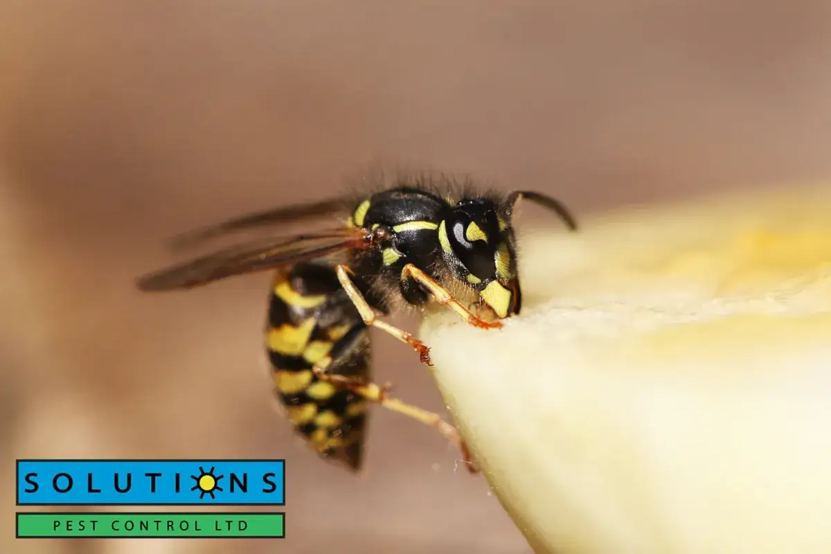 wasp