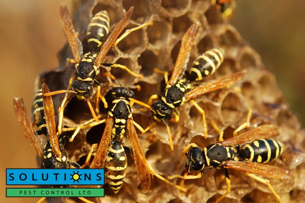 wasps