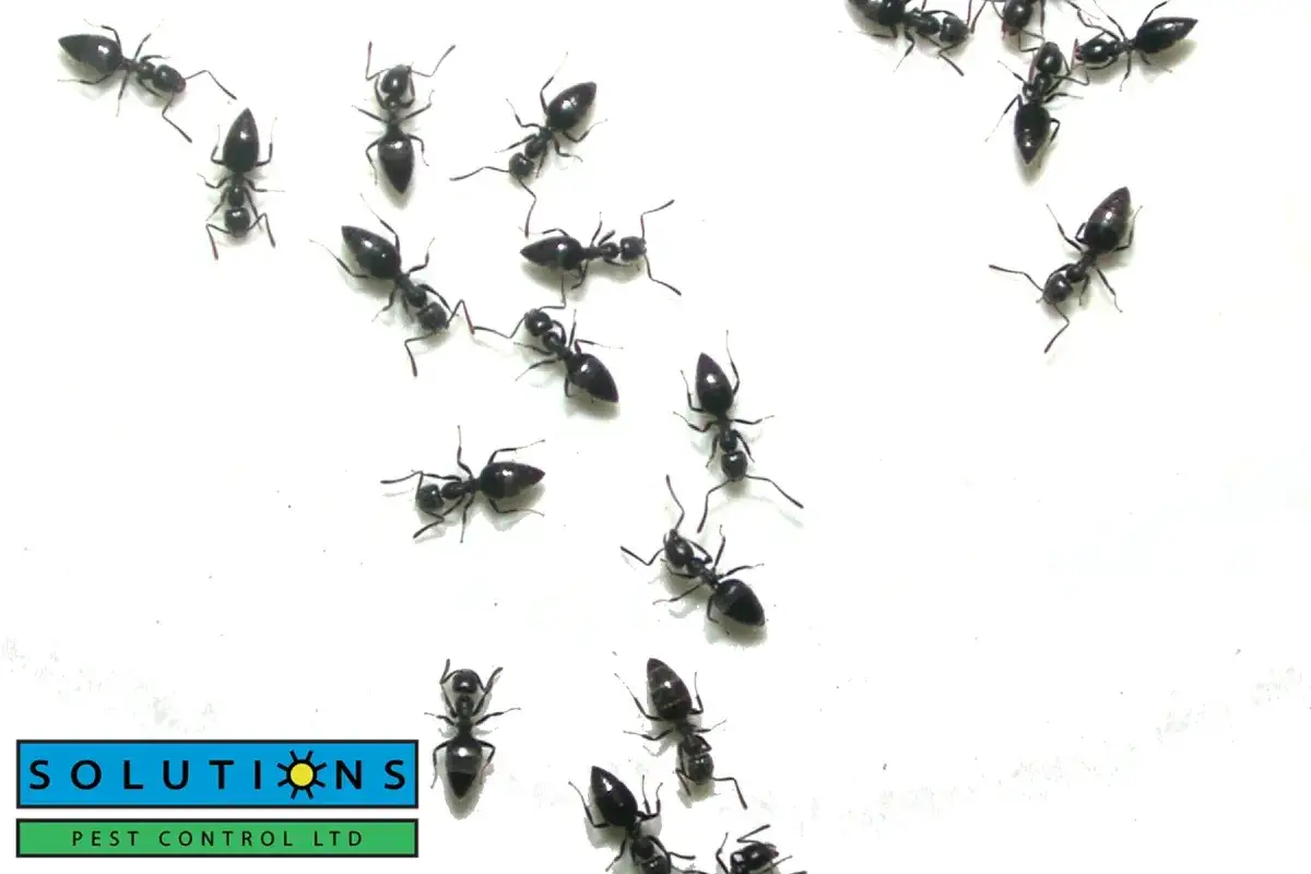 infestation