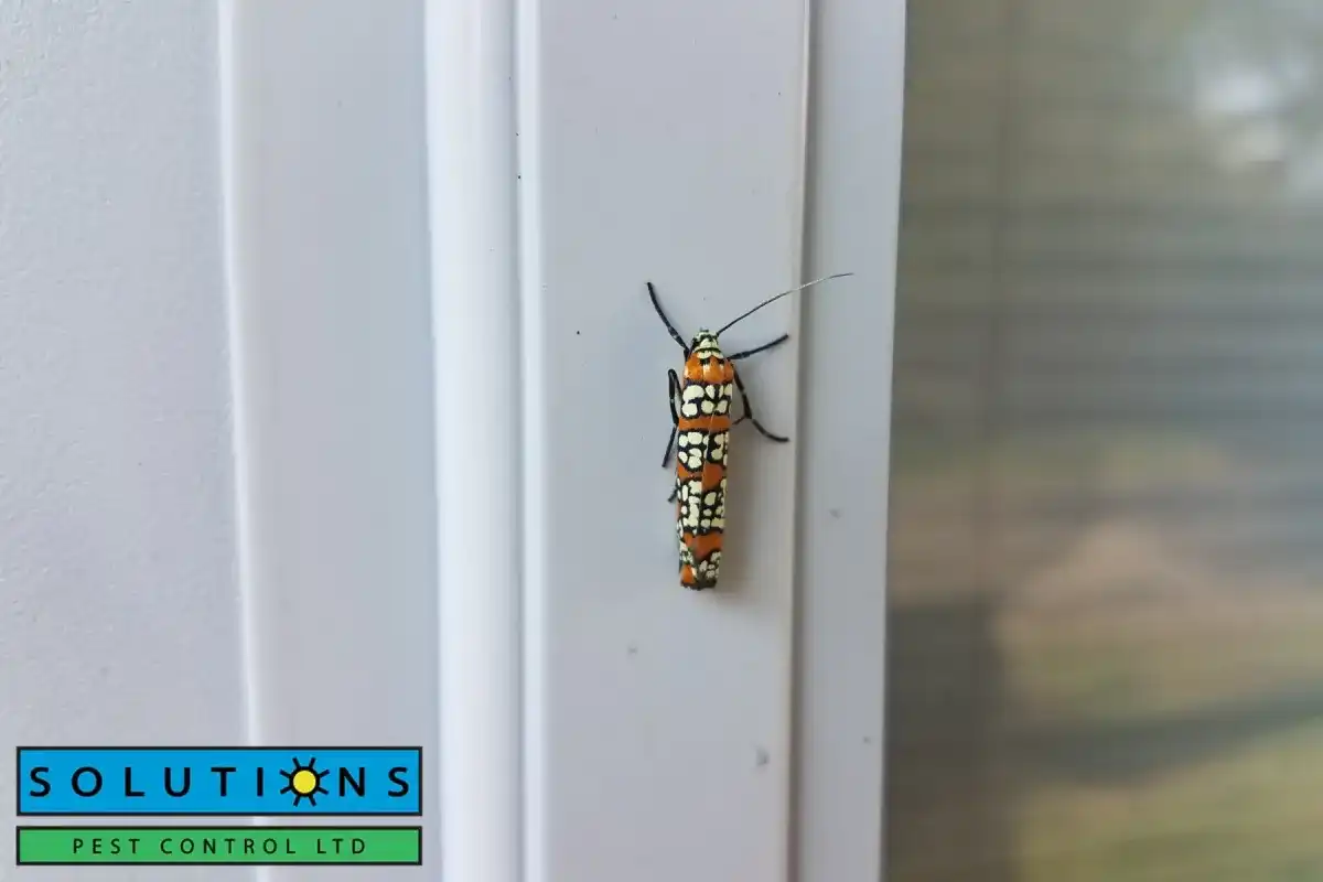  insect at home