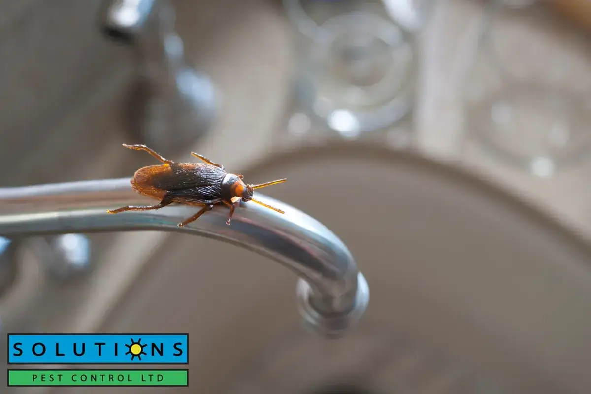roach on a kitchen water faucet
