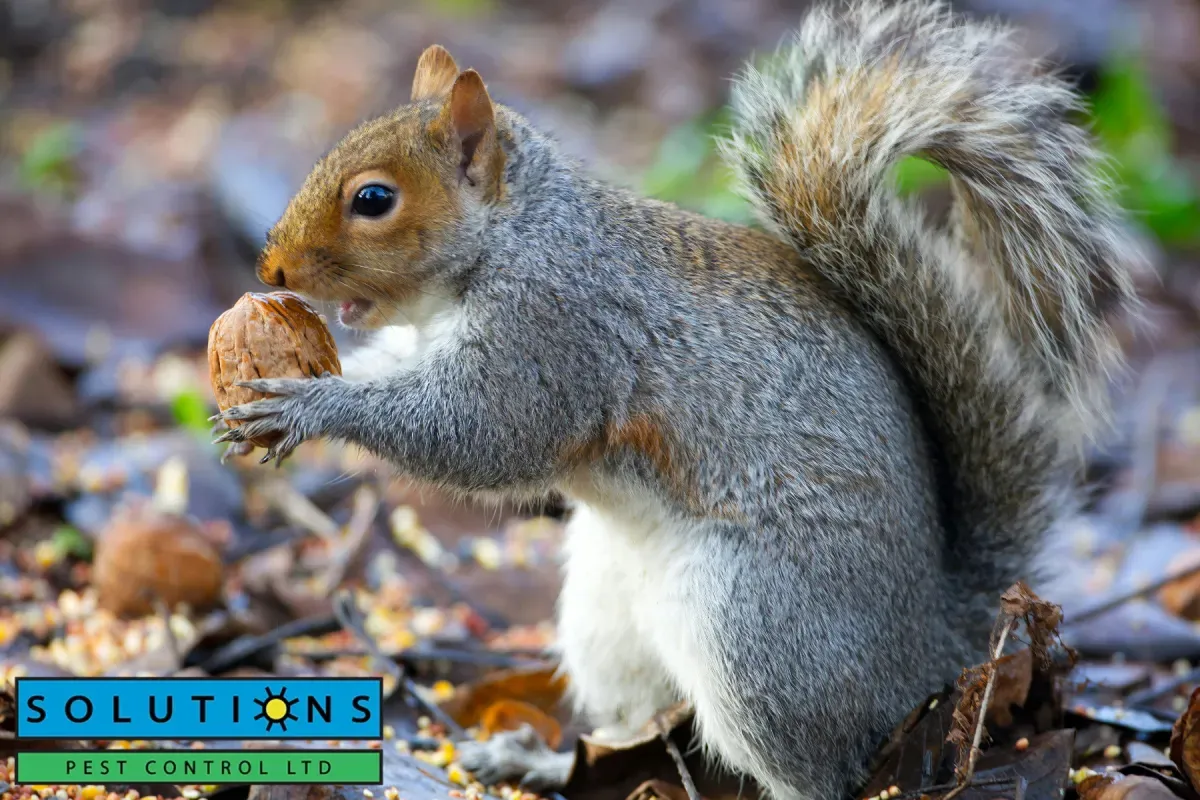 squirrel eating nut