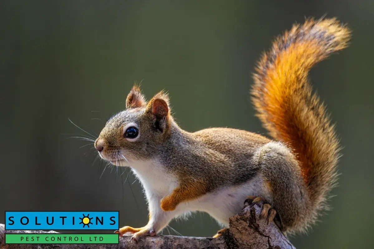 squirrel with fluffy tail
